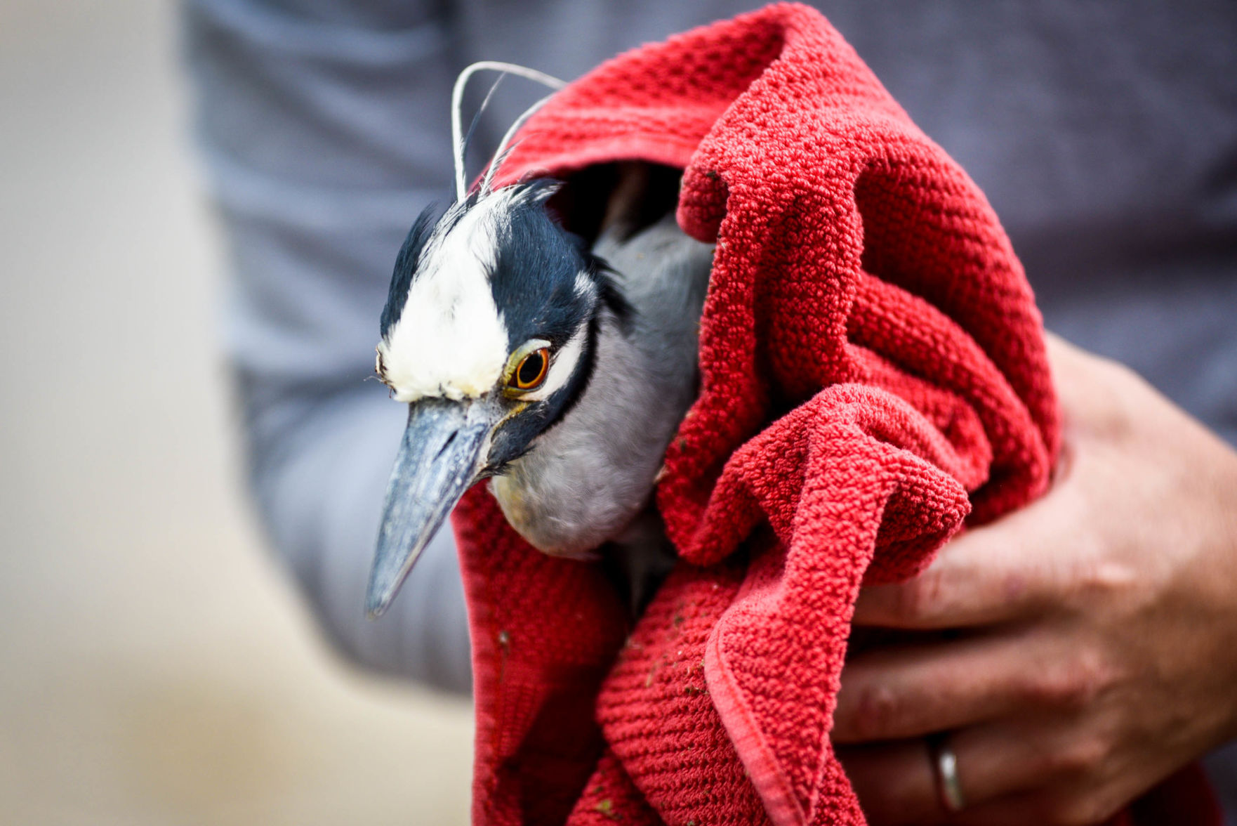 NO.pelicanstuckintree.061319.26.jpg